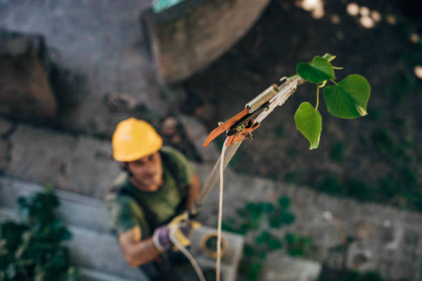 Trusted Bethel Park, PA Tree Services Experts